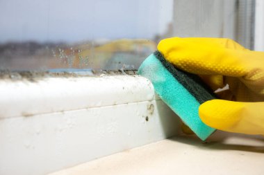 Kadın evdeki pencere eşiğinde büyüyen bir sürü siyah mantar temizliyor. Dampness problemi konsepti. Penceredeki buğulanma.