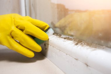 Woman is cleaning A lot of Black mold fungus growing on the windowsill at home. Dampness problem concept. Condensation on the window. clipart