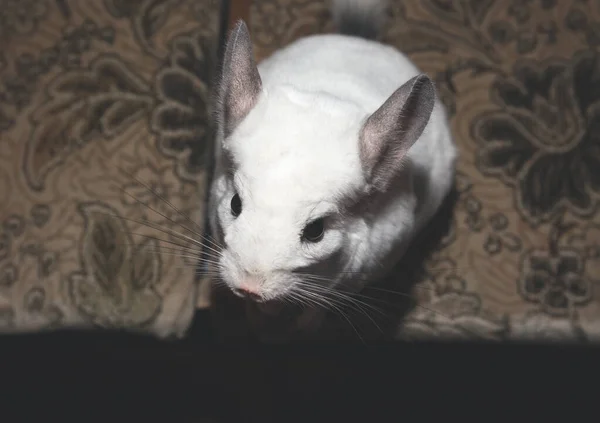 Biała Szynszyla Siedzi Kanapie Cute Domowych Zwierząt Domowych — Zdjęcie stockowe