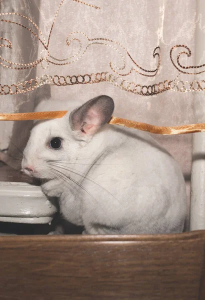 Λευκή Τσιντσιλά Κάθεται Κοντά Στο Παράθυρο Ωραίο Κατοικίδιο — Φωτογραφία Αρχείου
