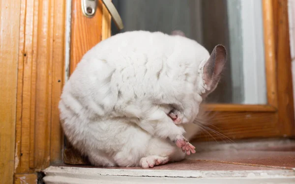 Chinchila Branca Está Sentada Perto Janela Bonito Animal Estimação Casa — Fotografia de Stock
