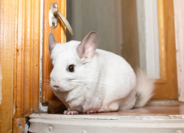 Biała Szynszyla Siedzi Przy Oknie Cute Domowych Zwierząt Domowych — Zdjęcie stockowe
