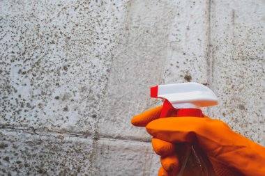 Kadın evdeki duvarda büyüyen bir sürü siyah mantarı temizliyor. Dampness problemi konsepti. Penceredeki buğulanma.
