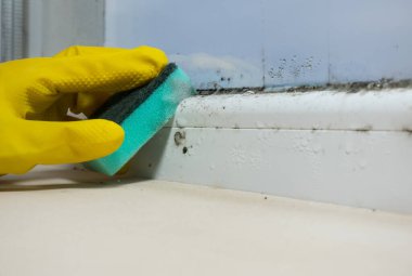 Kadın evdeki pencere eşiğinde büyüyen bir sürü siyah mantar temizliyor. Dampness problemi konsepti. Penceredeki buğulanma.