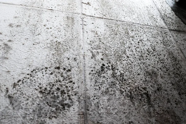 Lot Black Mold Fungus Growing Wall Home Dampness Problem Concept — Photo