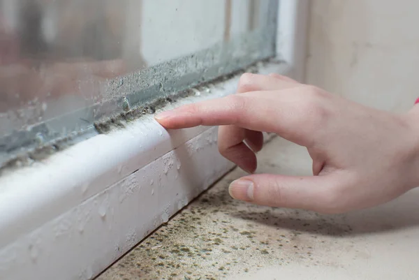 Black Mold Fungus Growing Windowsill Dampness Problem Concept Condensation Window — Photo