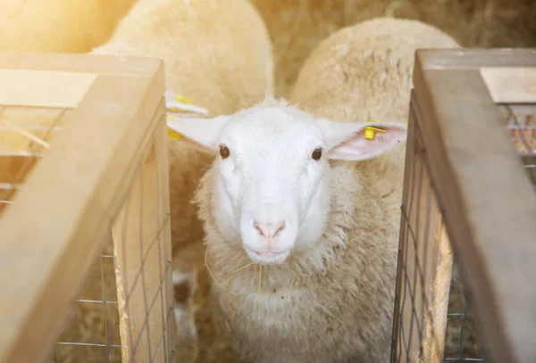 Owce Patrzą Kamerę Zwierzęta Domowe — Zdjęcie stockowe