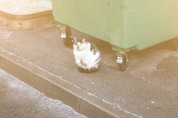 街上的猫正坐在垃圾箱旁边 无家可归的宠物 — 图库照片