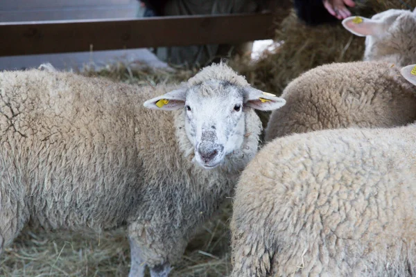 Owce Stoją Blisko Siana Zwierzęta Domowe — Zdjęcie stockowe