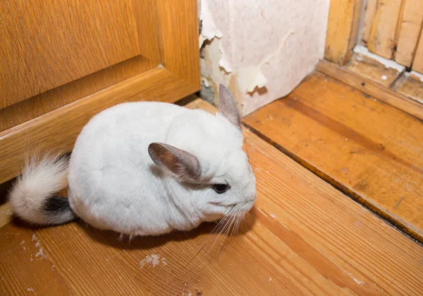 White chinchilla is eating the wallpaper. Harmful home pet.