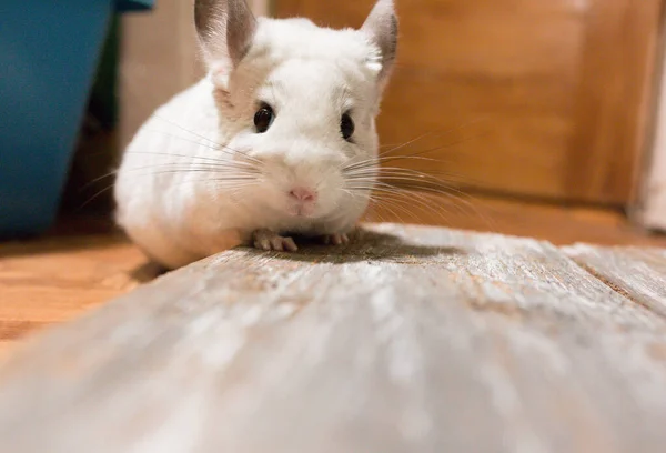 White chinchilla is sitting on the wooden plank. Cute home pet.