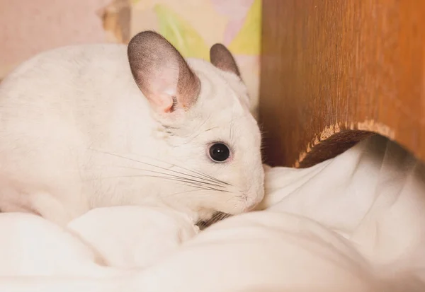 Chinchilla Blanca Está Sentada Suelo Comiendo Tela Lindo Hogar Mascota —  Fotos de Stock