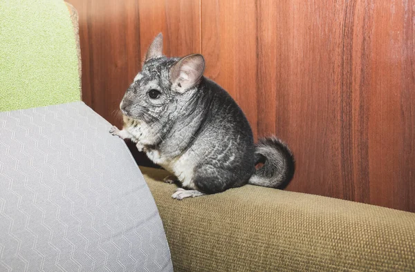 Grey Chinchilla Sitting Sofa Cute Fluffy Pet — Stock Photo, Image