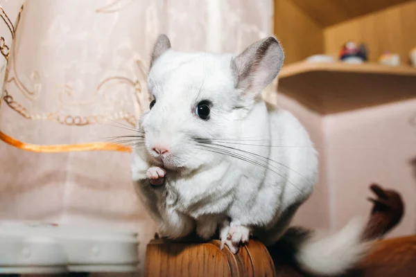 Chinchila Branca Está Sentada Perto Janela Bonito Animal Estimação — Fotografia de Stock