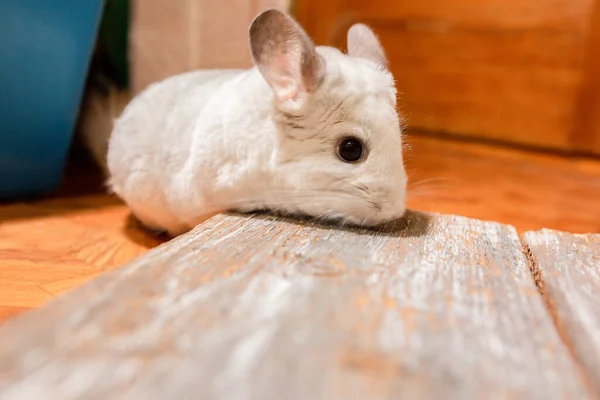 White chinchilla is sitting on the wooden plank. Cute home pet.
