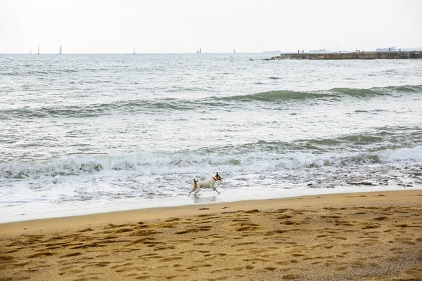 Köpek Plajda Koşuyor Evcil Hayvan Suyun Tadını Çıkarıyor — Stok fotoğraf