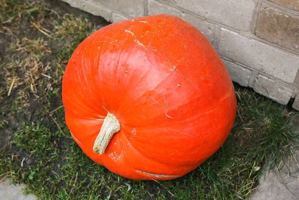 Orange Pumpa Som Ligger Utomhus Halloween Semester Grönsaker — Stockfoto
