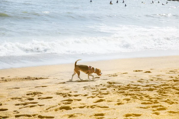 Köpek Ağzında Bir Topla Sahilde Yürüyor Yaz Tatili Fotoğrafı Deniz — Stok fotoğraf