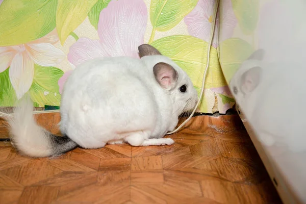 Chinchilla Blanca Está Comiendo Papel Pintado Nocivo Hogar Mascota —  Fotos de Stock