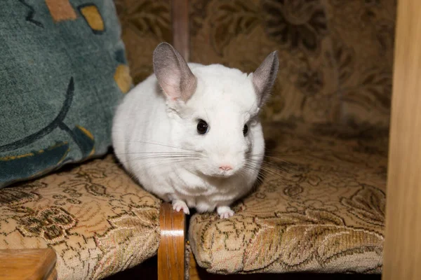 Chinchila Branca Está Sentada Sofá Bonito Animal Estimação — Fotografia de Stock