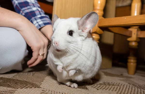White Chinchilla His Owner Woman Stroking Her Cute Home Pet — Stock fotografie