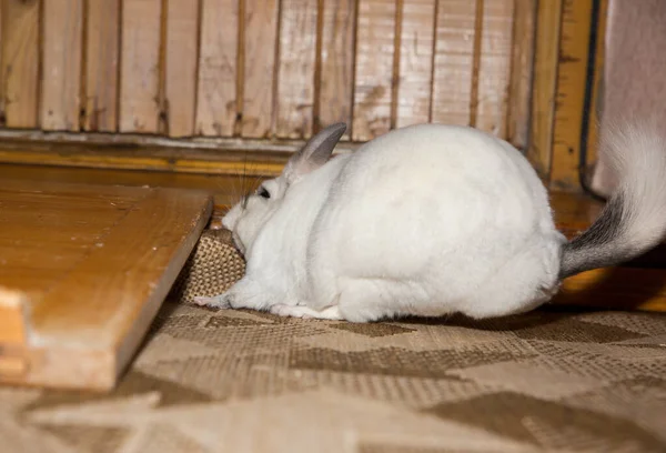 Chinchila Branca Está Comer Tapete Animal Estimação Doméstico Prejudicial — Fotografia de Stock