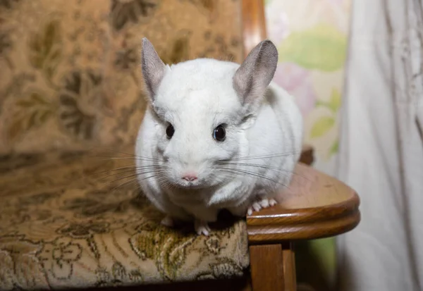 White Chinchilla Sitting Sofa Cute Home Pet — Fotografia de Stock