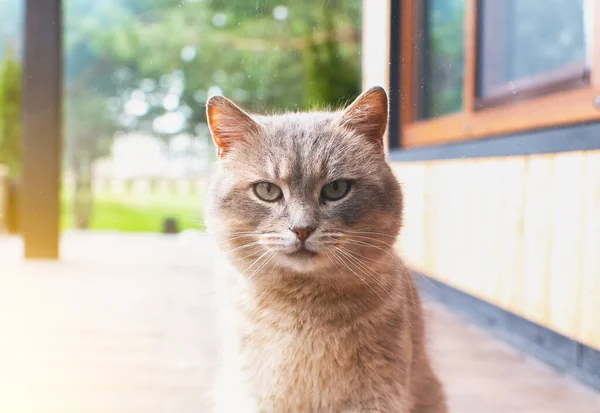 Šedá Domácí Chlupatá Kočka Sedí Venku Chtějí Přijít Domu — Stock fotografie