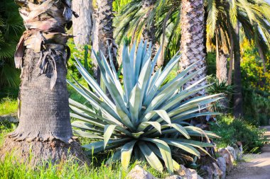 Kaktüs açık havada. Parktaki palmiye ağaçları. Nefis lezzetler. Sıcak güneşli bir gün.
