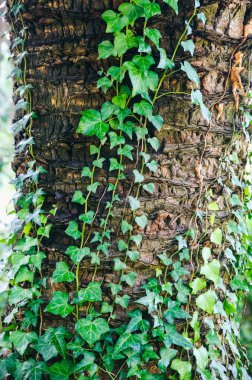 Sarmaşık yaprakları palmiye ağaçlarında. Doğa dokusu arkaplanı.