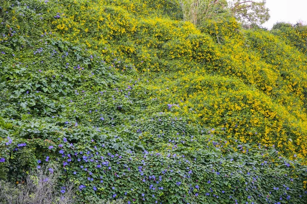 Krásné Květiny Zelené Listy Stěně Pozadí Textury Přírody — Stock fotografie