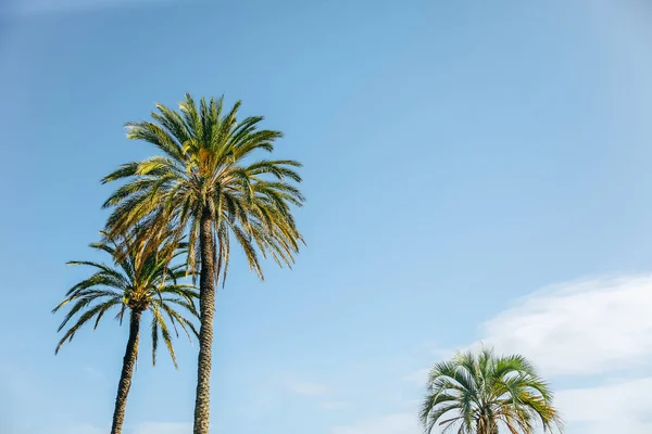 stock image Palm trees on blue sky background.