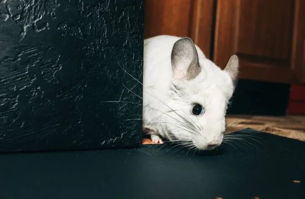 White chinchilla is eating flax seeds. Cute fluffy home pet.