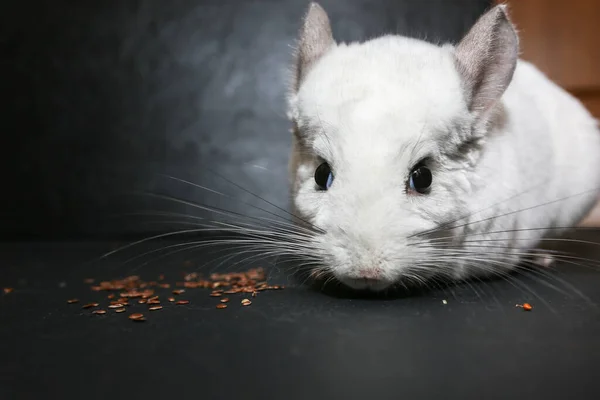 Chinchila Branca Está Comendo Sementes Linho Bonito Fofo Casa Pet — Fotografia de Stock