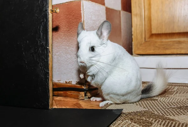 Chinchilla Blanc Maison Mignon Animal Pelucheux — Photo