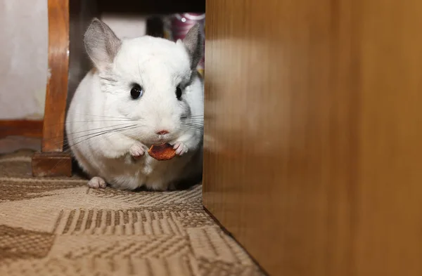 Chinchila Branca Está Comendo Maçã Seca Bonito Fofo Casa Pet — Fotografia de Stock