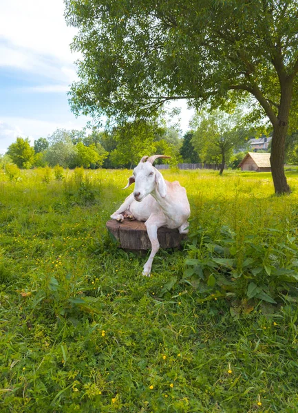 Słodka Koza Siedzi Kikucie Zwierzęta Domowe Naturze — Zdjęcie stockowe