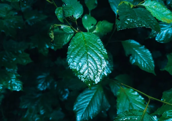 Folhas Verdes Molhadas Fecham Previsão Tempo Chuvoso — Fotografia de Stock