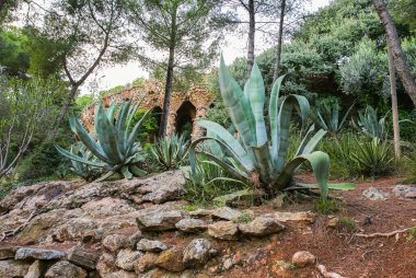 BARCELONA, İSPAN - 15 Ekim 2018: Park Guell, Barcelona. Taş duvarlar ve palmiye ağaçları. Kocaman bir kaktüs. Güzel mimari.