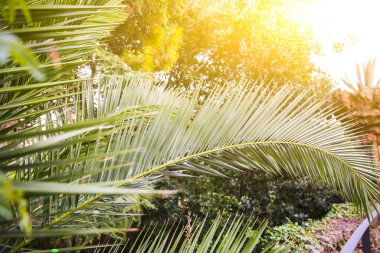 Rüzgarda savrulan palmiye ağacı. Arka planda bulutlar olan gökyüzü.
