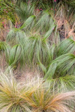 Kuru çimen dokusu arkaplanı.