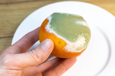 Küflü meyve. Çürük portakal. Bozulmuş portakal problemi.