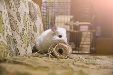 Şirin beyaz tüylü çinçilya evde oynuyor. Mutfak dairesinde en sevdiği hayvan..