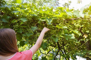 Eski kırsal giysiler içinde güzel bir kız evin yakınında yeşil üzüm topluyor. Çiftlik bahçesinde yaz günü. Sonbaharda hasat zamanı. Vejetaryenler için ekolojik meyve.