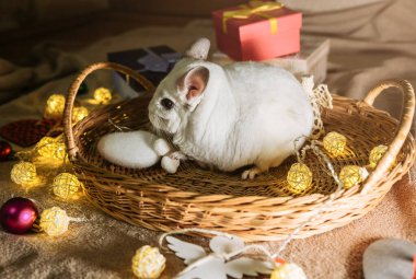 Beyaz çinçilya elinde hediyelerle ahşap sepetin yanında oturuyor. Noel ışıkları ve çelenkler. Kış mevsimi ve yeni yıl evcil hayvan hediyesi. Tatilleri kutluyoruz. Kalpli sevgililer günü konsepti..