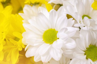 Beyaz ve sarı çiçekli güzel bir buket, yakın görüş. Kasımpatı çiçeklerinin arkaplanı.