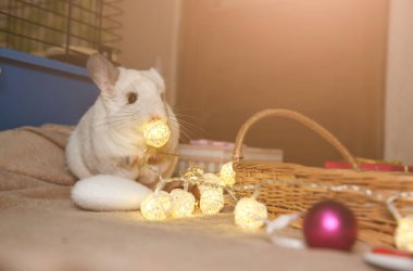 Beyaz çinçilya elinde hediyelerle ahşap sepetin yanında oturuyor. Noel ışıkları ve çelenkler. Kış mevsimi ve yeni yıl evcil hayvan hediyesi. Tatilleri kutluyoruz. Kalpli sevgililer günü konsepti..