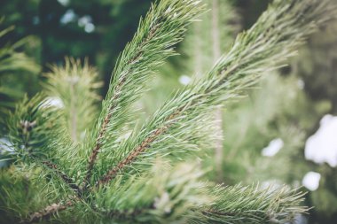 Noel ağacı dallı bir kış fotoğrafı. Spruce Ormanı 'ndan doğal bir görüntü. Mutlu Noeller kartpostalları. Karlı hava.