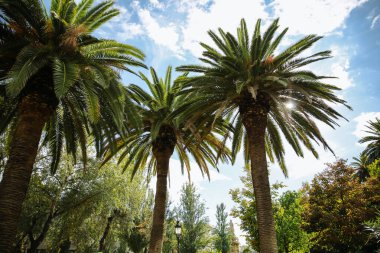 Güneş ışığındaki palmiye ağacı. Güney bitkileri açık havada. Doğa fotoğrafı..