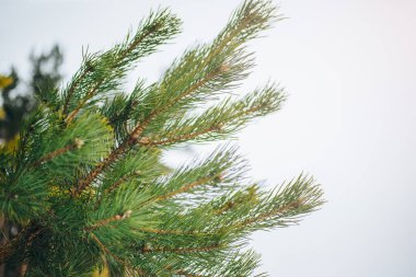 Noel ağacı dallı bir kış fotoğrafı. Spruce Ormanı 'ndan doğal bir görüntü. Mutlu Noeller kartpostalları. Karlı hava.